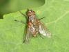 Macquartia sp.